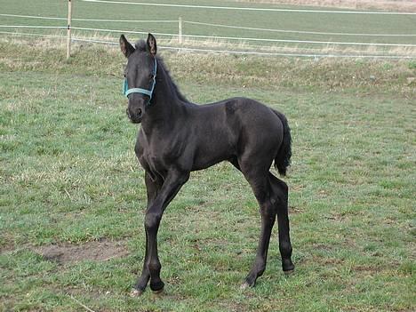 Frieser Nanna af Friesergaarden - frieser-nanna billede 8