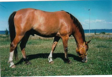 Anden særlig race samson - samson græsser billede 5