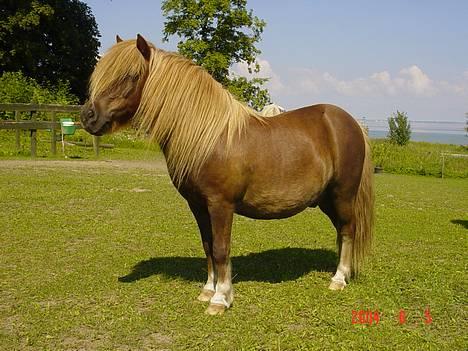 Shetlænder viktor  solgt - og her står viktor og kikker ud over markerne..... billede 6