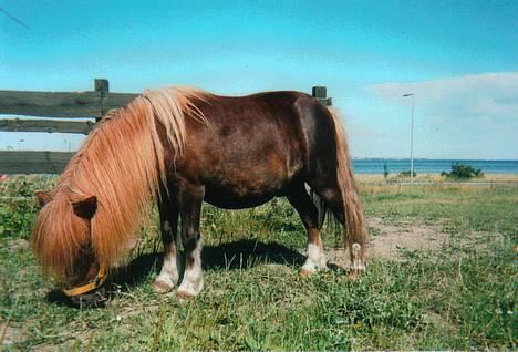 Shetlænder viktor  solgt - her har vi lige fået viktor..... billede 7