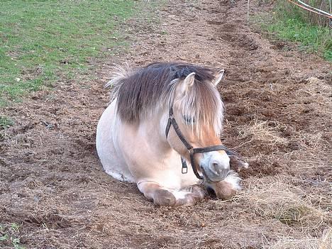 Fjordhest Urvill billede 1