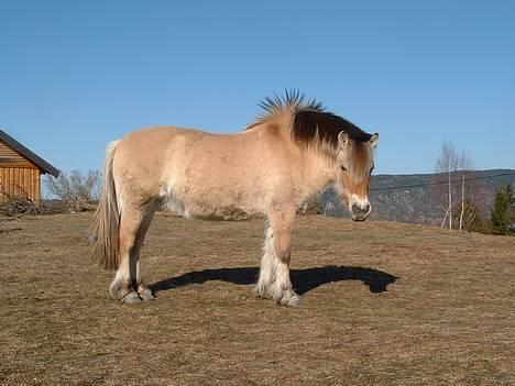 Fjordhest Urvill billede 2