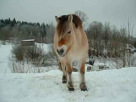 Fjordhest Urvill billede 3