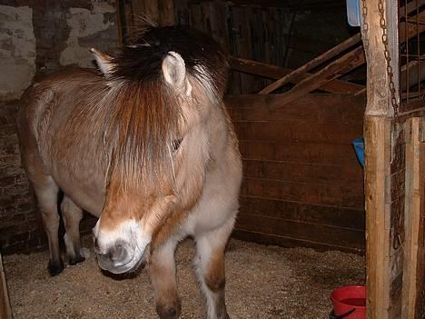Fjordhest Urvill billede 4