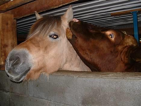 Fjordhest Urvill billede 5