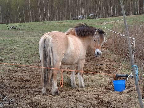 Fjordhest Urvill billede 6
