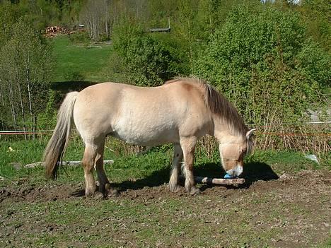 Fjordhest Urvill billede 7