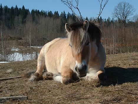 Fjordhest Urvill billede 8