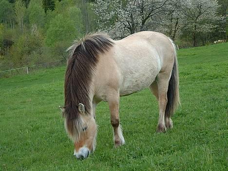 Fjordhest Urvill billede 10
