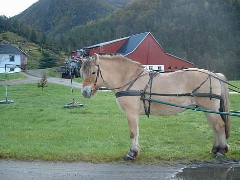 Fjordhest Urvill billede 9
