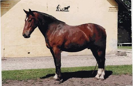 Anden særlig race Star - Her er han så.. Den smukke Star! billede 2