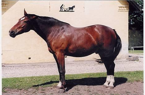 Anden særlig race Star billede 3