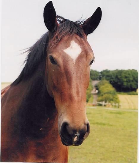 Anden særlig race Star billede 4