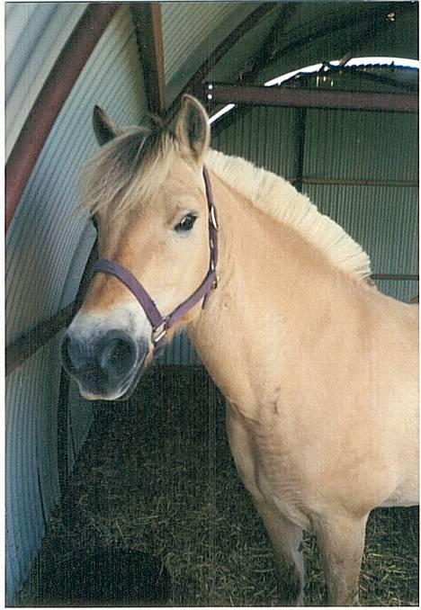 Fjordhest Lotte *død* - sommeren 2001 billede 3