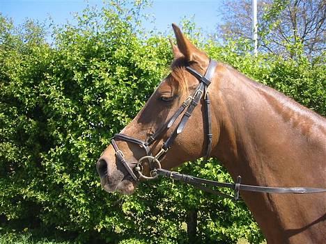 DSP Firhøjs Nobi R.I.P :'( - (Foto by: Maya, min vidunderlige part) billede 3