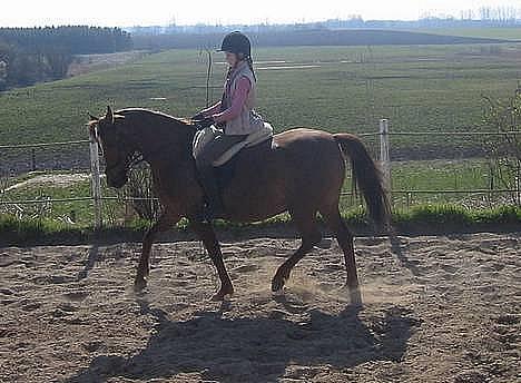 DSP Firhøjs Nobi R.I.P :'( - Min fantastiske part rider hende ! (Foto by: Maya, min vidunderlige part) billede 4