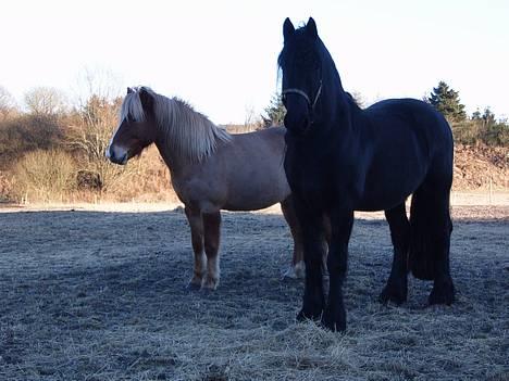 Islænder Vægir Fra Lønne - 26.02.2006 Vægir med sin rigtige gode ven Oedsen billede 7