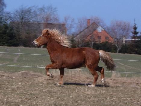 Islænder Vægir Fra Lønne - Løbe løbe :o) D. 30/3 billede 8