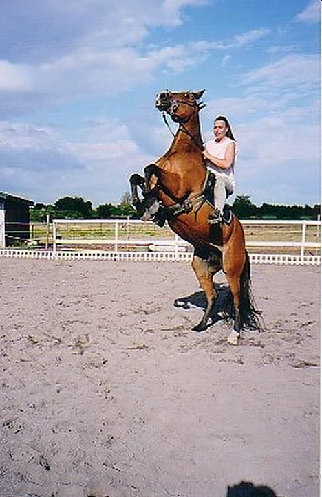 Fuldblod (XX) Dancing Heart - jaja... tænk hvad i vil... men jeg syntes nu det er lidt blær... billede 2