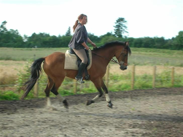 Fuldblod (XX) Dancing Heart - lidt "gymnastik" hjemme på banen... billede 3