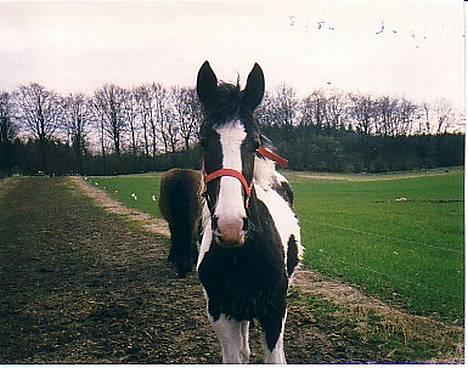 Pinto langager tinka - Tinka som føl... 1.1/2 år gammel, lige kommet til danmark billede 3