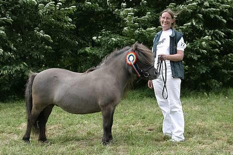 Shetlænder Abildores Ellis - Ellis til gørlev 2006 foto: kirsten ellebæk billede 1