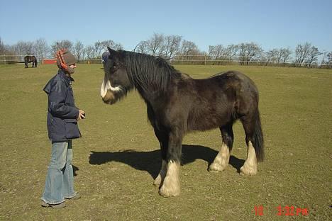 Irish Cob Troldhøjgaards Victor - Se mor! Jeg tror jeg kan puste mig op til en hingst! billede 1