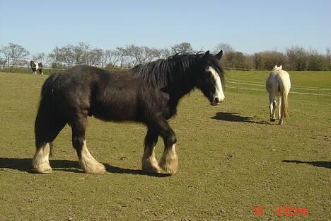 Irish Cob Troldhøjgaards Victor - Ja, ja.. Jeg kommer nu! billede 2