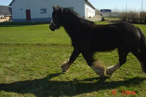 Irish Cob Troldhøjgaards Victor - Nu traver jeg faktisk bare stille og roligt! I skulle se en fri trav!!! billede 3