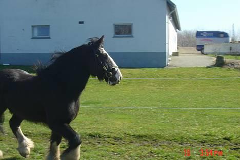 Irish Cob Troldhøjgaards Victor - Jubii, der er tilskuere!! billede 4