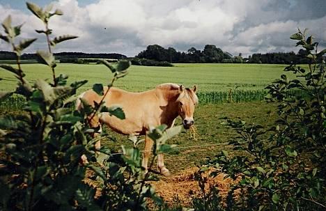 Fjordhest Lotte *død* - Sommeren 1997 var dejlig varm! billede 4