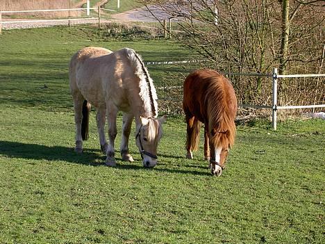 Fjordhest Lotte *død* - Her går min gamle dame og nyder foråret sammen med hendes bedste ven! billede 5