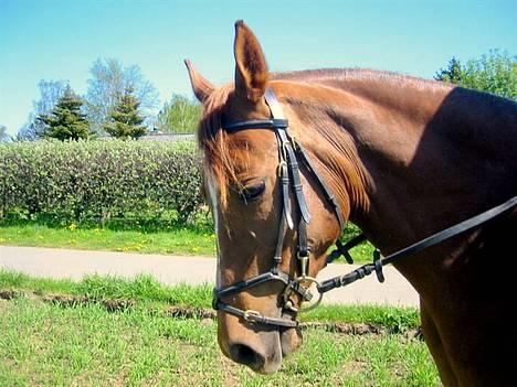 DSP Firhøjs Nobi R.I.P :'( - (Foto by: Maya, min vidunderlige part) billede 6