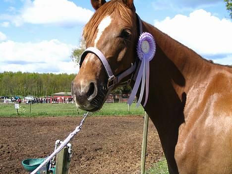 DSP Firhøjs Nobi R.I.P :'( - Efter langdistance billede 10