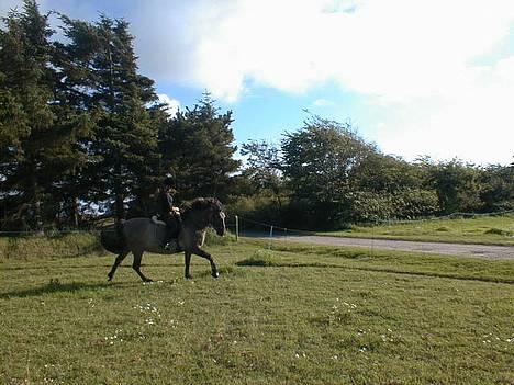 Anden særlig race Hannibal Aflivet 13/6 06 - Hannibal & Mig i galop.... (Træning, sommer 2004) billede 5