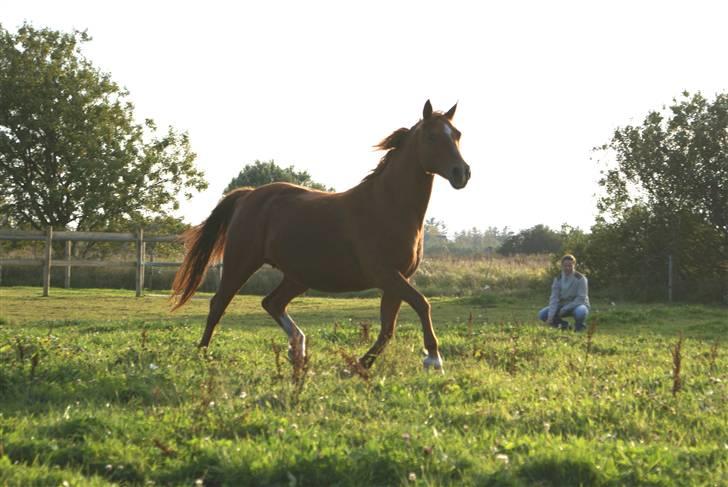 DSP Miss Freja - *nyt* billede 6