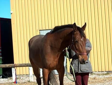 Dansk Varmblod silas - uden for ridehuset billede 2
