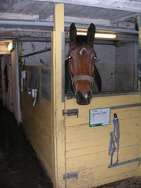 Dansk Varmblod silas - snak med mig billede 3