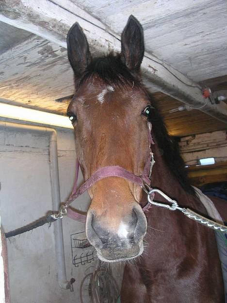 Dansk Varmblod silas - giv mig lidt mad please billede 4