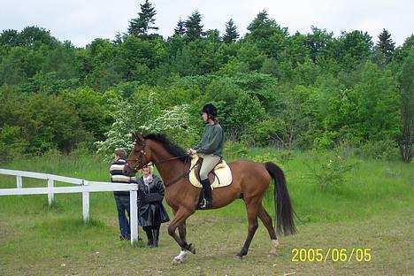 Dansk Varmblod silas - til stævne og temlig vågen billede 5