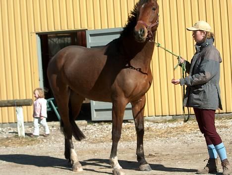 Dansk Varmblod silas - :-) billede 6