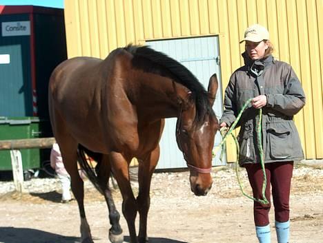 Dansk Varmblod silas billede 7