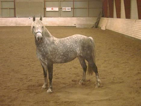 Welsh Pony af Cob-type (sec C) Cherie - Cherie i ridehuset billede 2