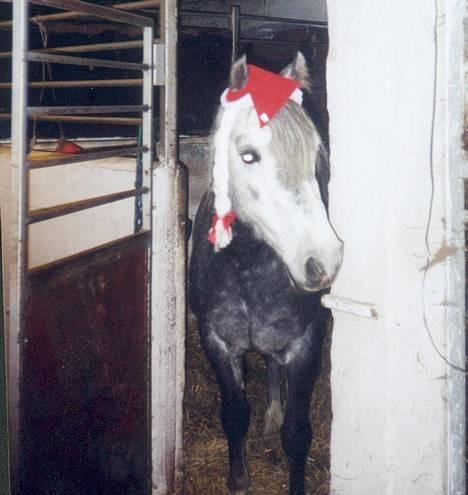 Welsh Pony af Cob-type (sec C) Cherie - Cherie i hendes Boks ved juletid billede 3