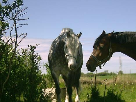 Welsh Pony af Cob-type (sec C) Cherie - Cherie på folden med en veninde billede 4