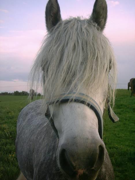 Welsh Pony af Cob-type (sec C) Cherie billede 5
