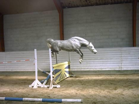 Welsh Pony af Cob-type (sec C) Cherie - Her hopper hun lille okser billede 6