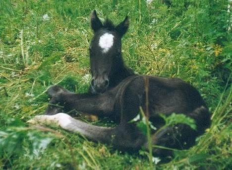 Welsh Pony af Cob-type (sec C) Cherie - Cherie kun 4 timer gammel billede 7