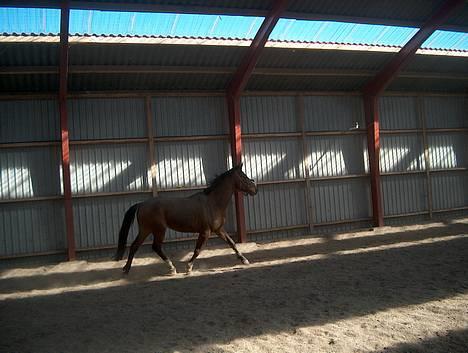 Dansk Varmblod silas billede 8