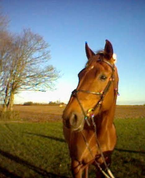Dansk Varmblod Midtgaardens Fantana - Igen hjemme hos os. få dage efter vi fik hende billede 2